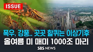 폭우, 강풍, 가뭄.. 세계 곳곳 할퀴는 이상기후 / 올여름 매미떼 1000조 마리, 221년 만에 미국 덮친다 (이슈라이브) / SBS