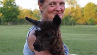 Rita Dee Alpacas in a New Documentary from Runawaydog Productions