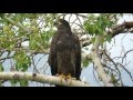 Bald Eagle Nests in the Bitterroot Valley of Montana