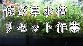 水草ジャングルと化した玄関水槽をリセットから立ち上げ！侘び草の生命力は凄い