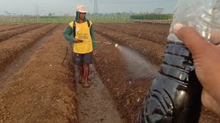 Cairan Ampuh !! Penyubur Tanah Dan Nutrisi Untuk Tanah