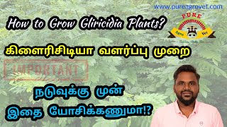 GROW Your Own Gliricidia Plants from Scratch Today? || கிளைரிசிடியா வளர்ப்பு முறை