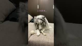 なぜカメラ目線？w #シェルティ #犬のいる暮らし #イッヌ