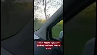 😍У Луцькому районі помітили самку лося