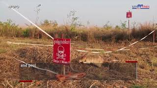 Anti-Personnel Landmine Removal Product APOPO Visitor Center, Siem Reap, Cambodia