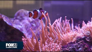 Hall High coral project makes community splash | FOX61 Student News