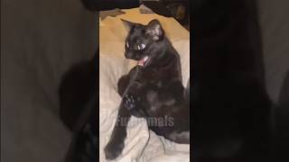 😂funny animal videos that i found for you #63😂
