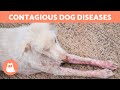 10 DISEASES DOGS CAN TRANSMIT TO HUMANS 🐶⚠️ Zoonotic Dog Diseases