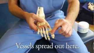 Circulation Tips with Natural Sports Podiatrist Dr. Ray McClanahan