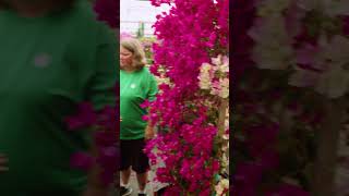 TLC Live | Bougainvillea