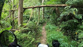 西坑林道全程路況 桶后林道支線 gogoro 越野入門路線 | Enduro gogoro