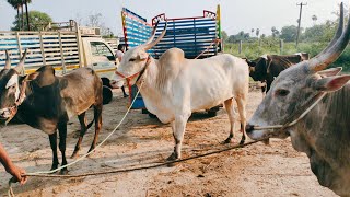 Kundarapalli Bulls Friday open market informative video Biggest market of south #tamilnadu #2023