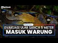 Ular 5 Meter Masuk Warung, Evakuasi Dramatis