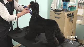 Oster A5 Grooming a Dog | PuppySimply