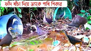 Dauk Pakhi Shikar | Dak Pakhi Shikar | ডাউক পাখি/ডাক পাখি/ডাহুক পাখি শিকার | ডাহুক পাখির জীবন কাহিনী