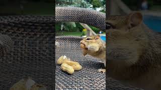 Chipmunk ASMR 🎤 #asmr #cuteanimals