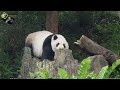 20220411 窩窩頭搓太圓，從圓仔嘴巴溜走了 the giant panda yuan zai