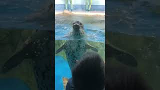 鼻をぶにゅっとするかわいいアザラシ（水族館）