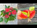 Try growing anthurium with flower branches