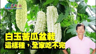 白玉苦瓜盆栽，這樣種，全家吃不完！