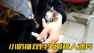 小奶猫被主人丢弃，好心人路过，竟发现它患有大问题