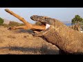 How long does it take for the Komodo dragon to digest this animal?