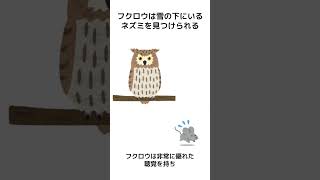 ほとんどの人が知らない冬の動物の面白い雑学　#豆知識  #1分雑学 #日常雑学