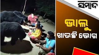 Watch: 3 Wild Bears Eating Prasad In Nuapada | Sambad