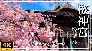 【4K⛩️Shrine】桜神宮〜縁結び〜❀Sakura Jingū Shrine❀ Feb.2024🇯🇵Tokyo, Japan