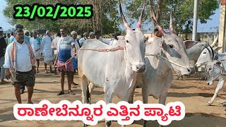 ರಾಣೆಬೆನ್ನೂರು ಎತ್ತಿನ ಪ್ಯಾಟಿ || Ranebennuru Bulls Market || ಪ್ರತಿ ಭಾನುವಾರ ಬೆಳಿಗ್ಗೆ || #cattlemarket