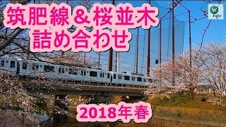 【ダイジェスト】筑肥線瑞梅寺川橋梁 桜並木と通勤＆地下鉄電車【糸島市】