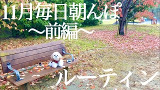 11月もシーズー犬と毎朝5時起きで散歩に行く!（前編）【ルーティン】/ I went for a walk with Shih Tzu every morning in November.