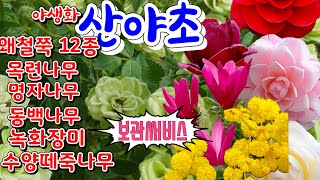 [야생화 산야초]왜철쭉 12종 #동백나무 #왜성목단 #명자나무