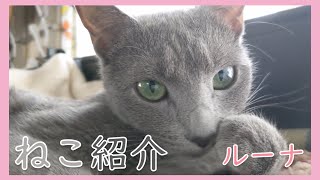 我が家のおてんば猫『ルーナ』【ロシアンブルー】