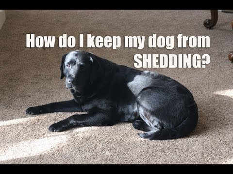 How Can I Prevent and Reduce Shedding? How Can I Prevent and Reduce Shedding?