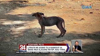 Litrato ng asong tila nainggit sa ibang mga alagang hayop, nag-viral | 24 Oras Weekend