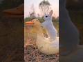 Friendship / puppy and duck. A beautiful moment ‐ #shorts