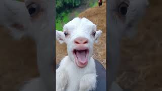 معزة تاكل شيبس | تربية الماعز| خروف كيوت | goat | راعي الاغنام | قرمش شيبس