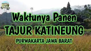 HORE kita sudah panen lagi  Tentunya di Tajur Katineung Purwakarta