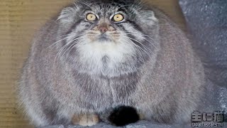 【旭山動物園】マヌルロック(疑似岩)でのんびりするグルーシャ【Pallas's cat】【manul】