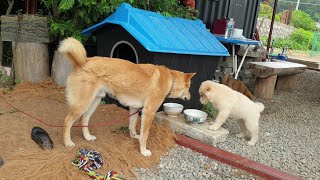 (LIVE) 드디어 삼촌들과  만나는 산들이와  짜장이