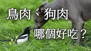 鳥肉狗肉，那個好吃？我們不想身首異處、家破人亡！