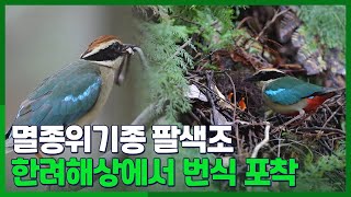 [시선두기] 한려해상에서 멸종위기종 팔색조 번식 포착…개체 수 증가도 / 연합뉴스TV (YonhapnewsTV)