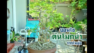 Gu Bonsai Workshop : บอนไซต้นโมกน้ำ(โมกลา) รากโหย่ง