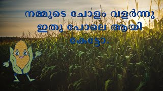 ഞങ്ങൾ വീട്ടിൽ നട്ട ചോളവും അതിനിട്ട വളങ്ങളും | sweet corn cultivation