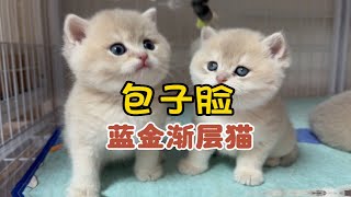 四十天的蓝金渐层猫能长多大？