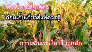 ข้าวโพดเลี้ยงสัตว์ 110วัน สิ่งควรรู้ก่อนเก็บเกี่ยวEP.8# ความชื้นเท่าไหร่ไม่โดนหัก!!