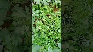 Coriander leaves 🍀 Paste with Luke warm water #herbaltips #immunitytips #homeremedies #kadha