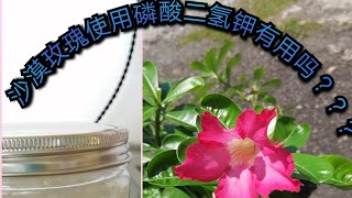 沙漠玫瑰使用磷酸二氢钾有用吗？？？