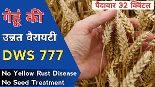 इससे अच्छी कोई वैरायटी नहीं 😱 Wheat Top Variety DWS 777 | Dehaat Wheat Seed DWS 777 | Avg 32Q